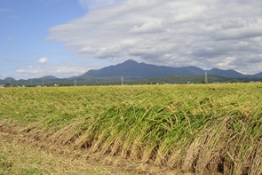 豊かな自然の中で育つ新潟県産米